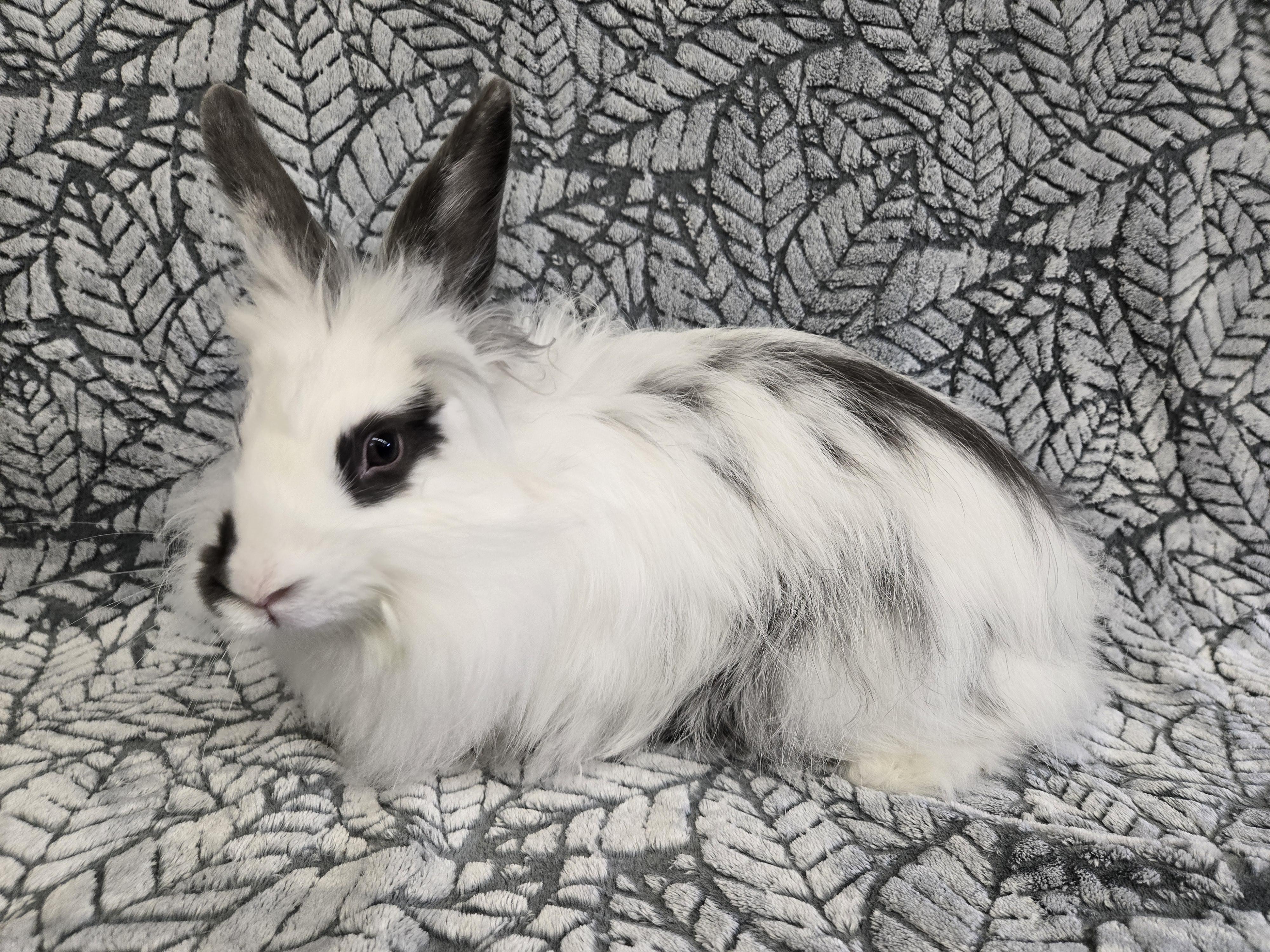 Rabbit for adoption - Bianca, an Angora Rabbit & Lionhead