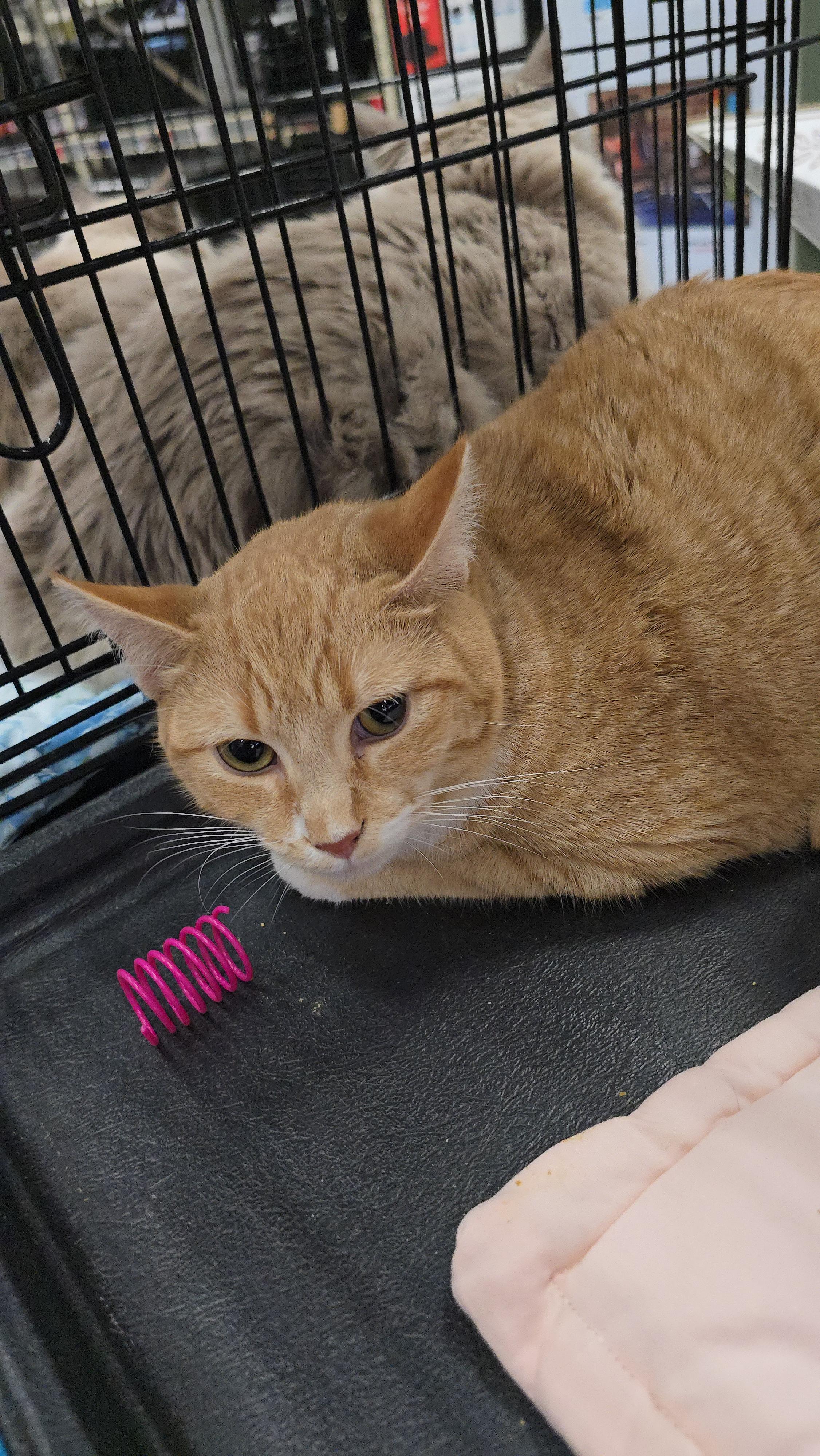 Drew, Adoptable, Young Male Domestic Short Hair.