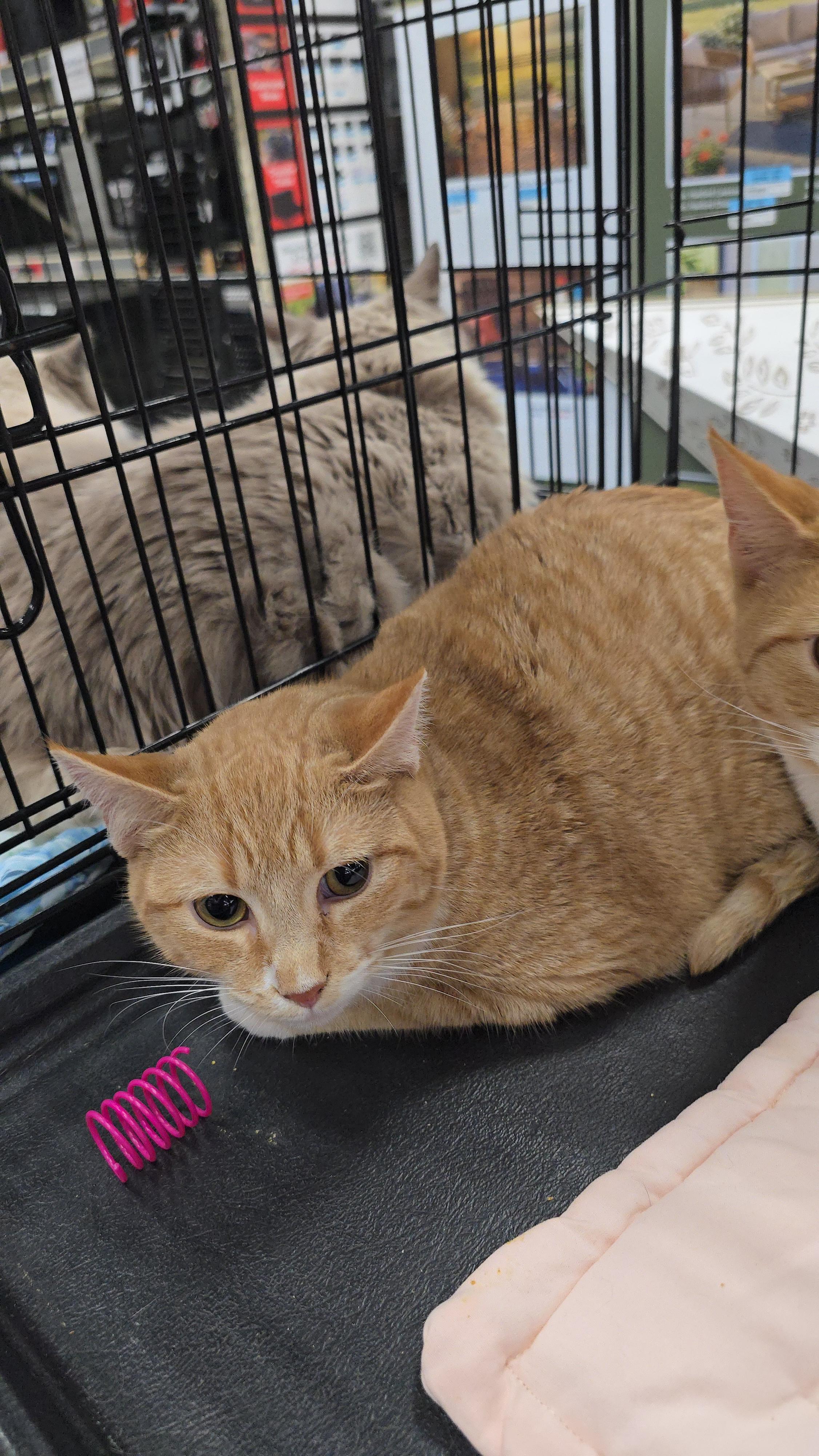 Drew, a Adoptable Domestic Short Hair in Morganton, NC image 2/3