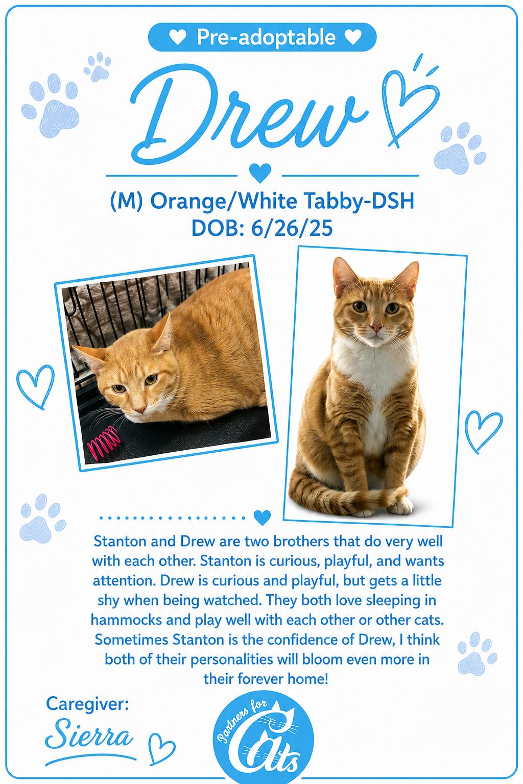 Drew, a Adoptable Domestic Short Hair in Morganton, NC image 3/3