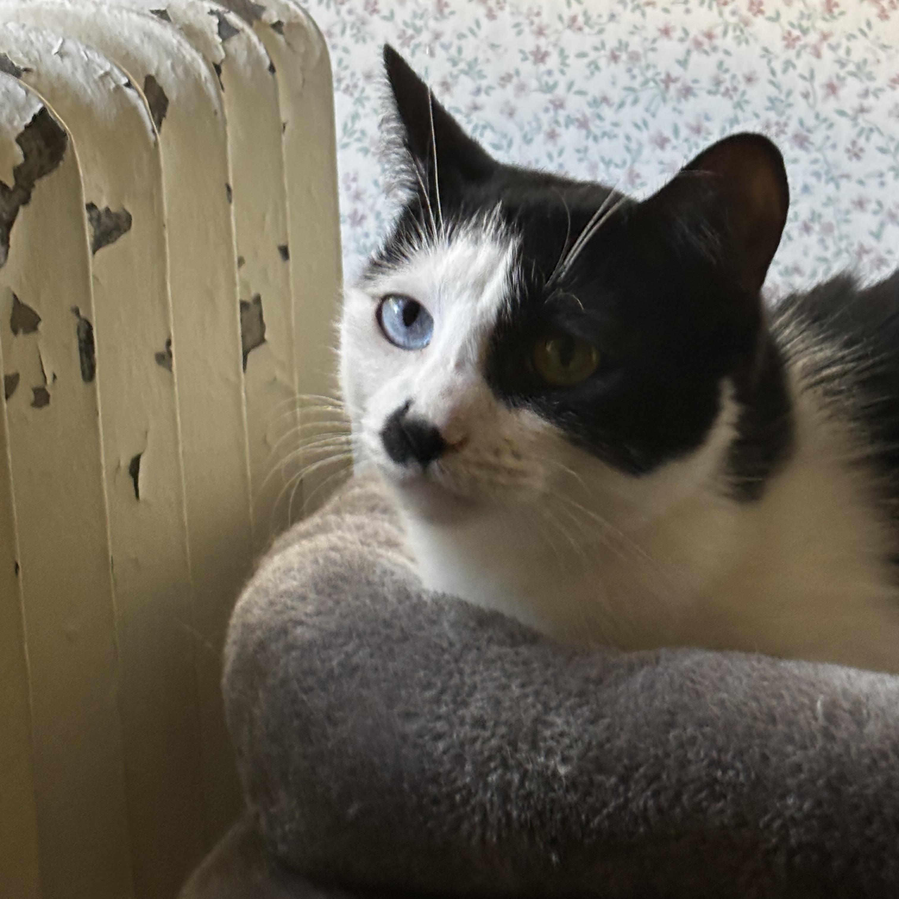 Juniper, an adopted Domestic Short Hair in Cheshire, CT image 2/4