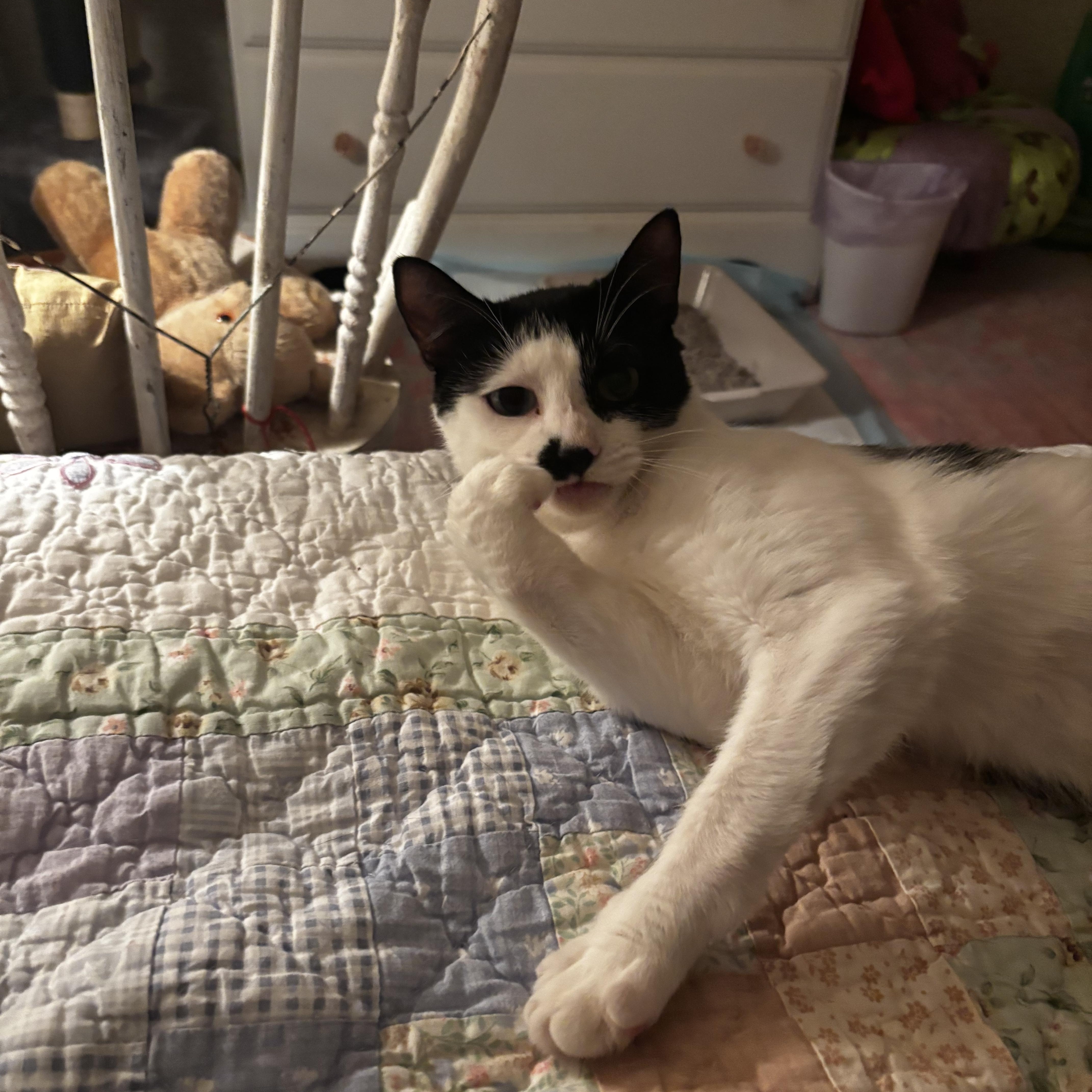 Juniper, an adopted Domestic Short Hair in Cheshire, CT image 3/4