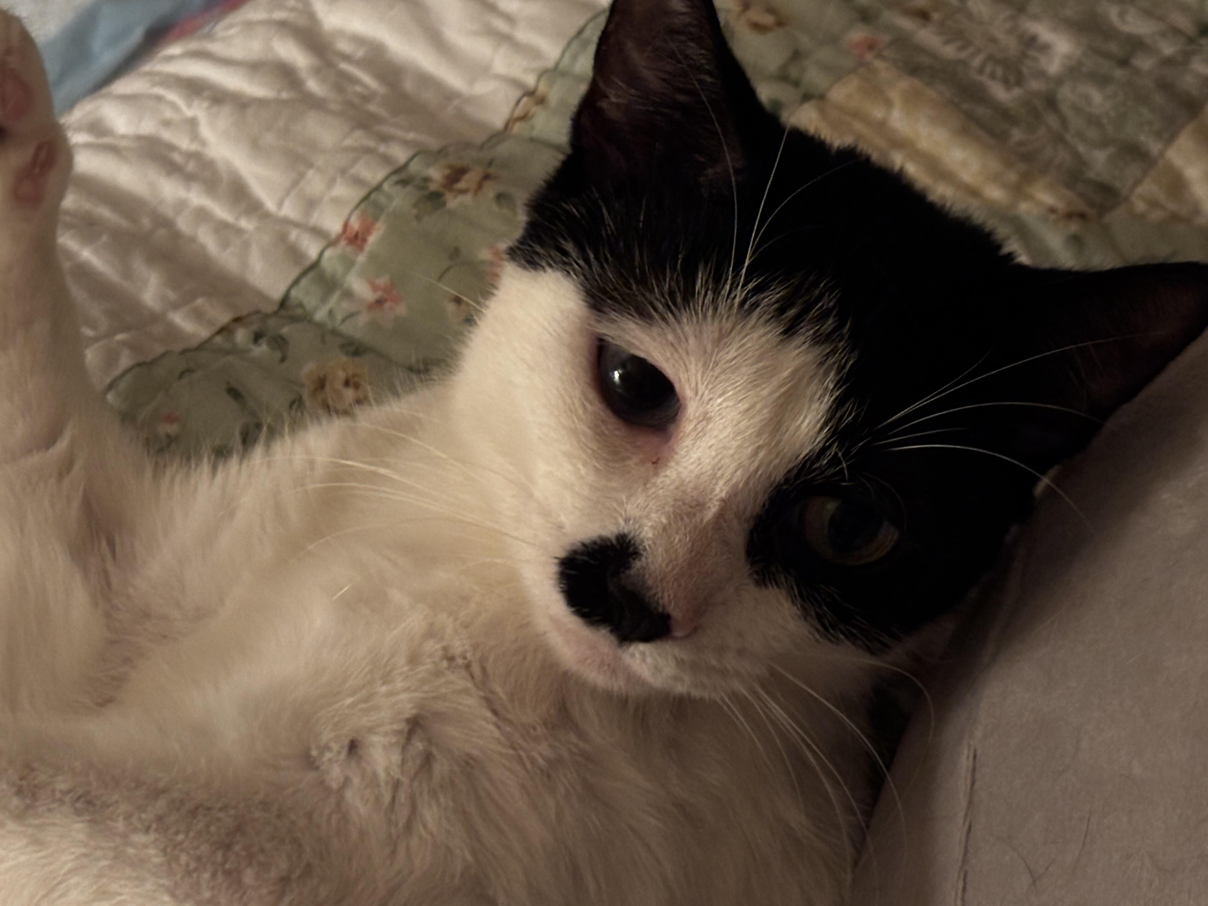 Juniper, an adopted Domestic Short Hair in Cheshire, CT image 4/4