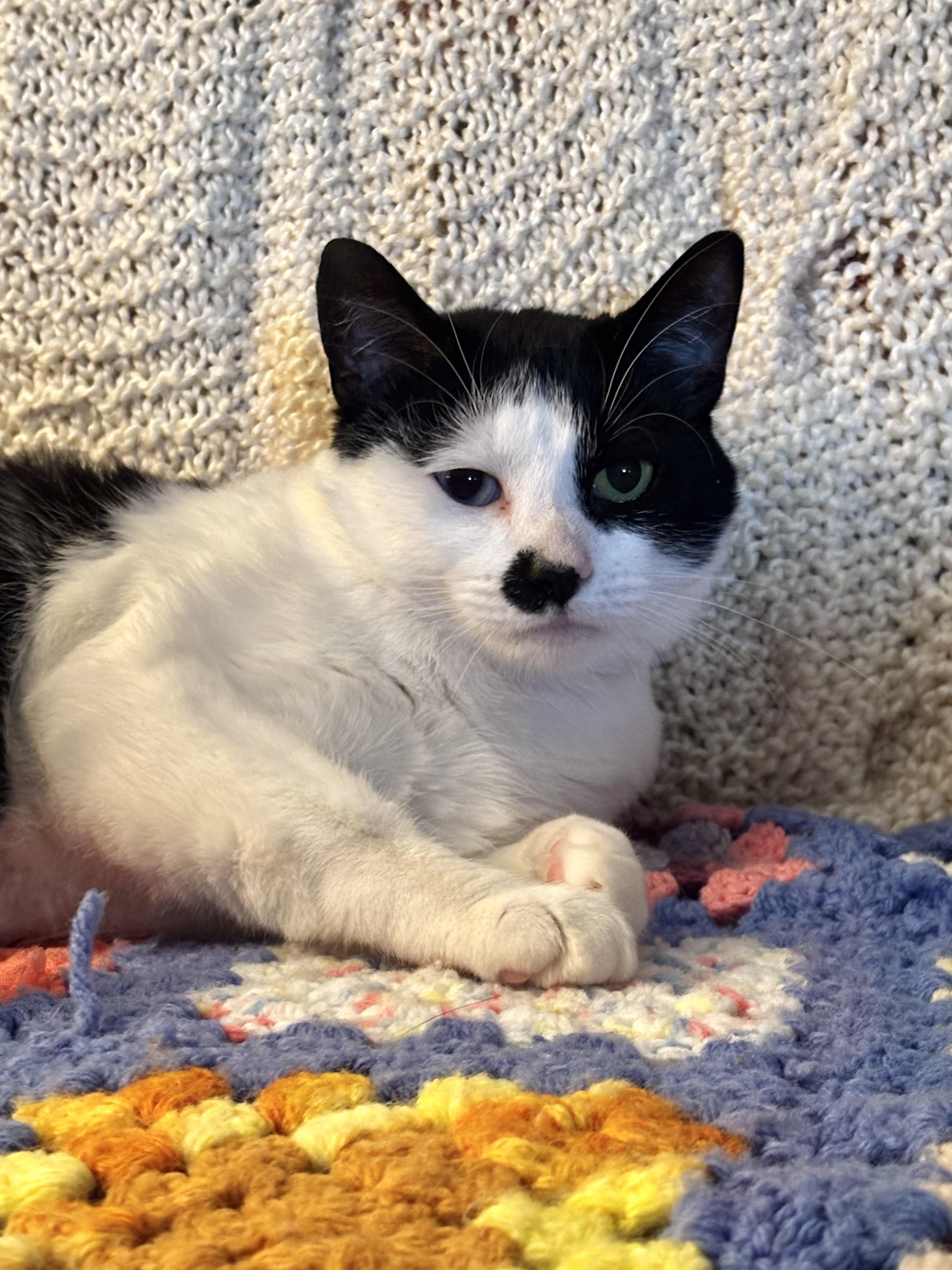 Juniper, Adoptable, Young Female Domestic Short Hair.