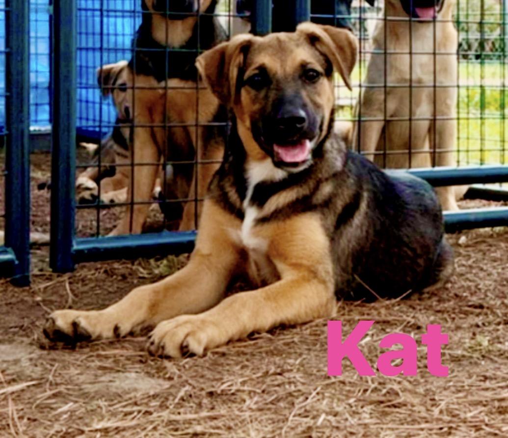 Enlarge Kat, a Adoptable mixed breed in Pembroke, MA image 1/1