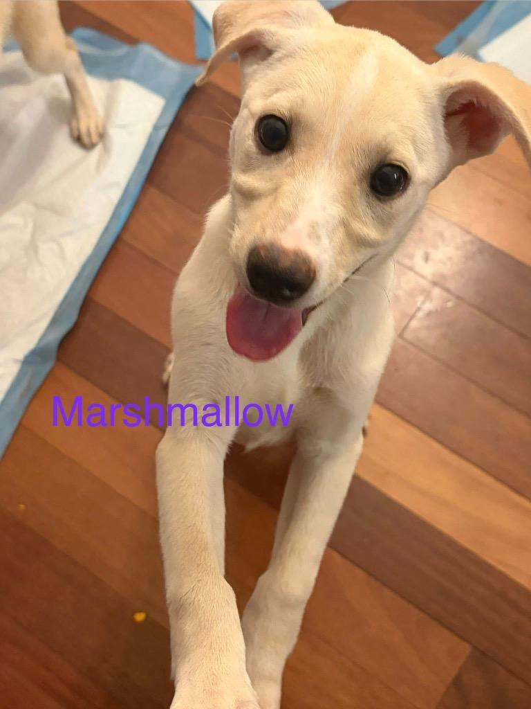 Enlarge Marshmallow, a Adoptable mixed breed in Newnan, GA image 1/2
