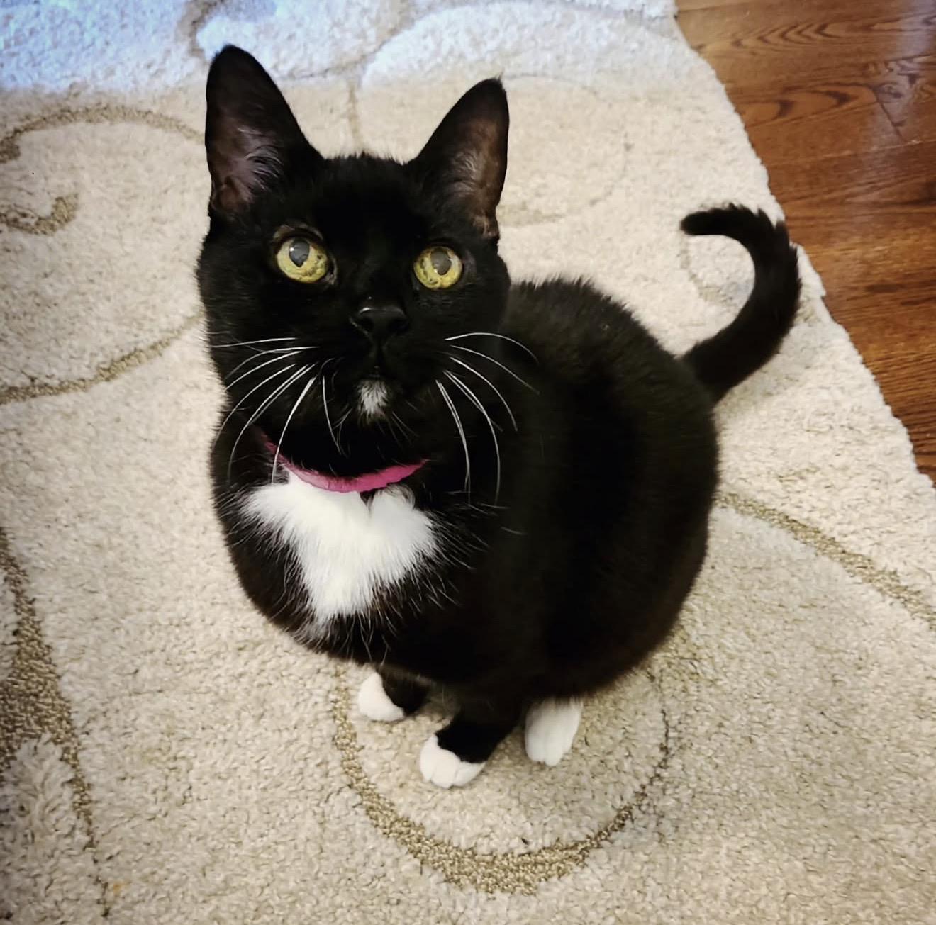 PUMPKIN. #8048, a ADOPTABLE Tuxedo in Waldorf, MD image 2/2
