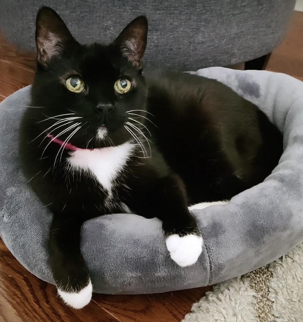 PUMPKIN. #8048, a ADOPTABLE Tuxedo in Waldorf, MD image 1/2