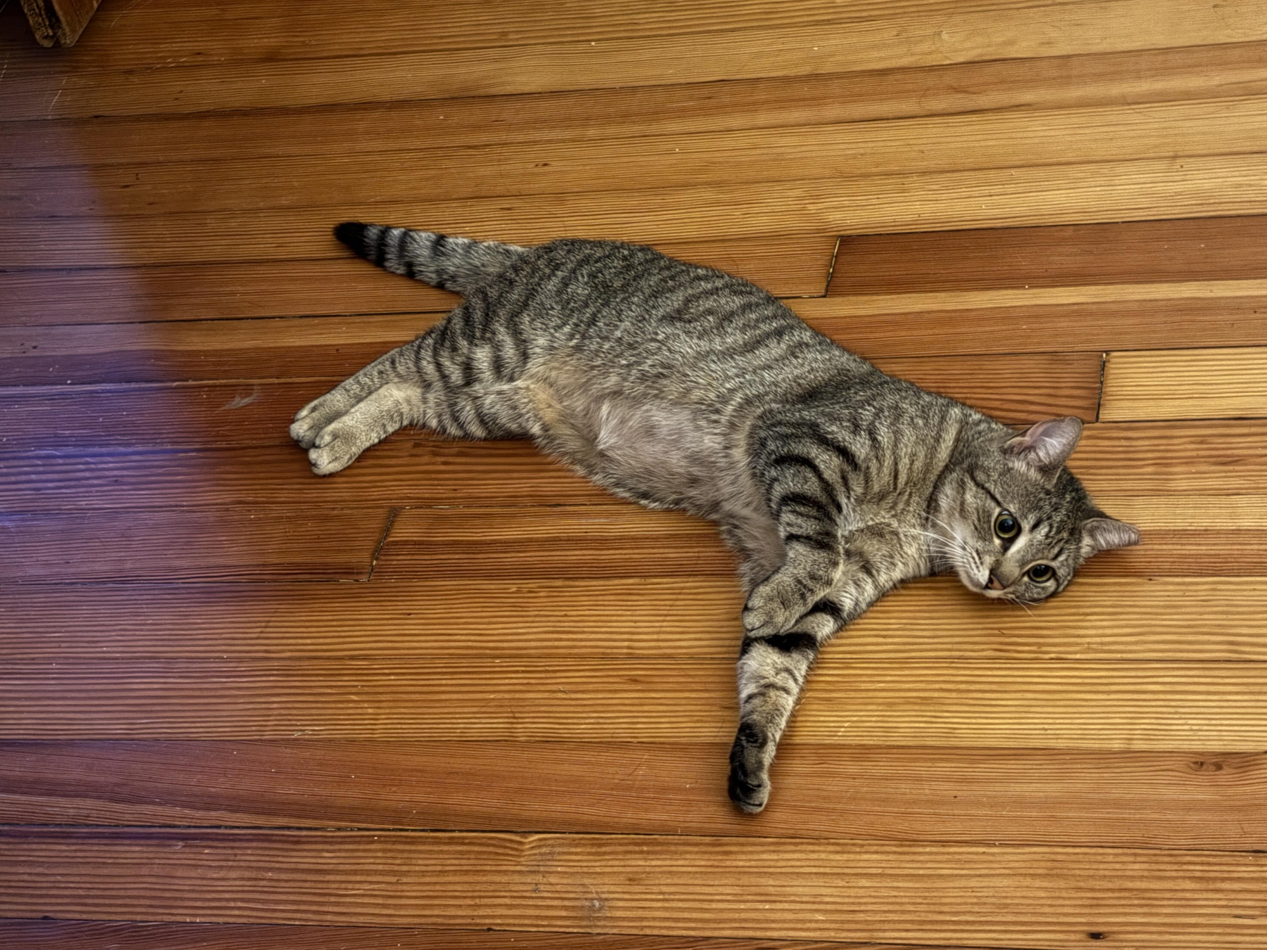 Enlarge Tiger Bug, a Adoptable Domestic Short Hair in Clyde, NC image 3/6