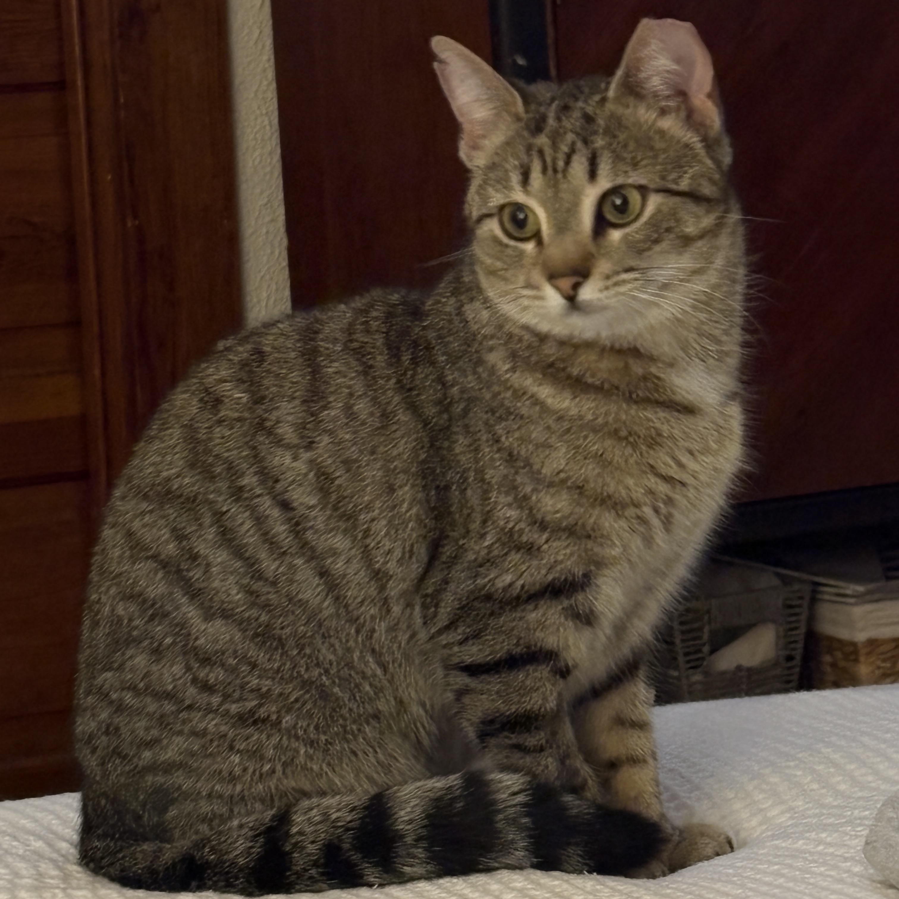 Enlarge Tiger Bug, a Adoptable Domestic Short Hair in Clyde, NC image 1/6