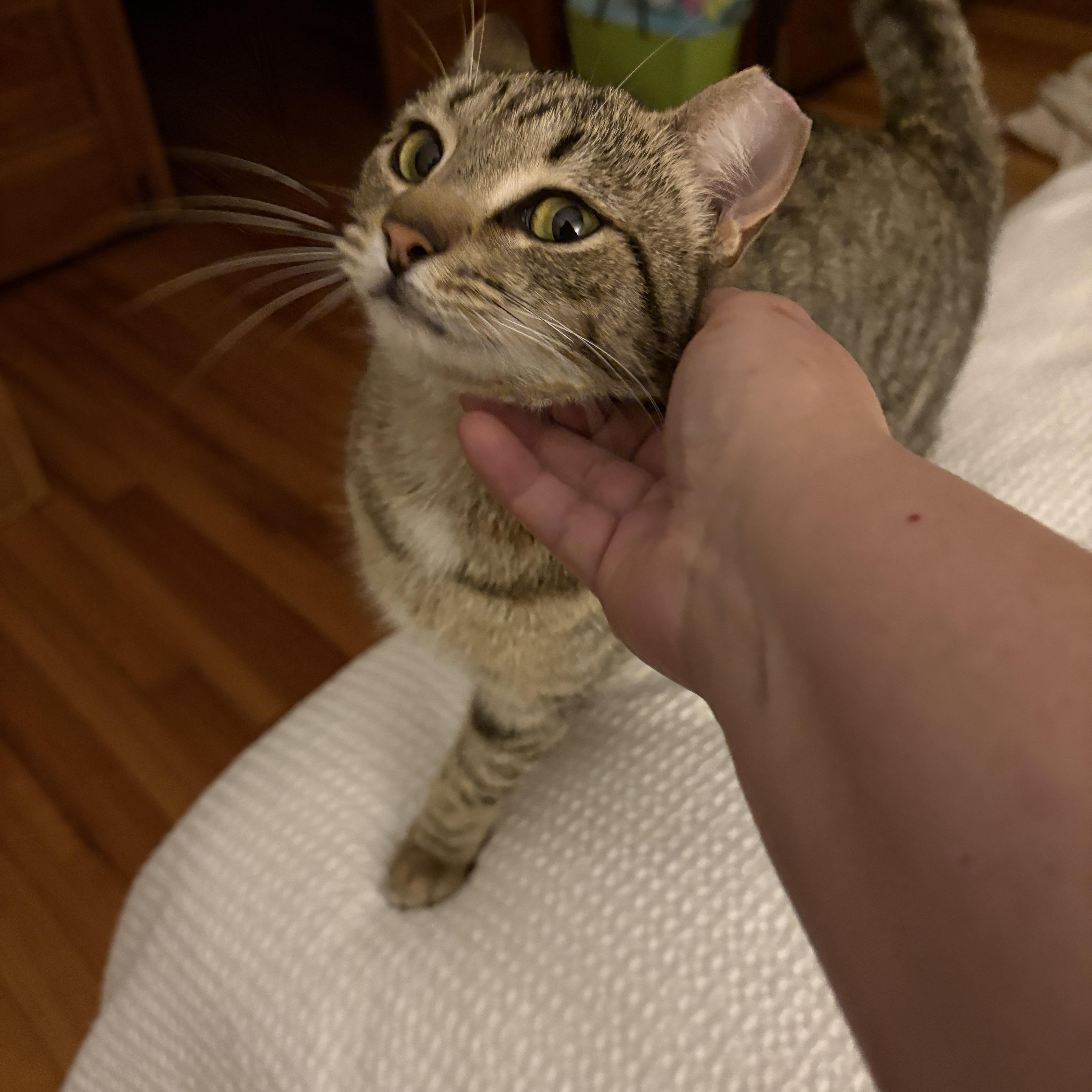 Enlarge Tiger Bug, a Adoptable Domestic Short Hair in Clyde, NC image 5/6