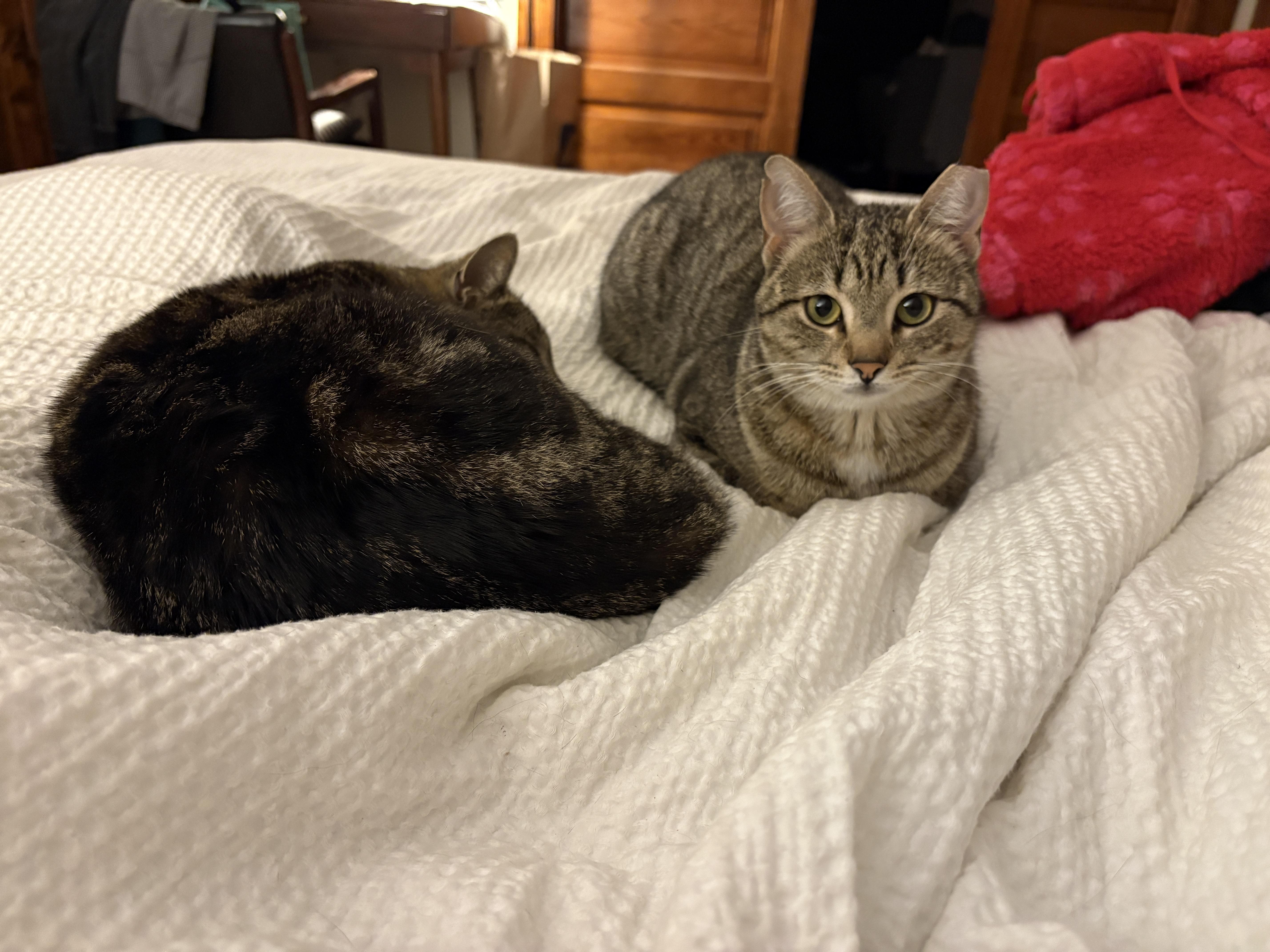 Enlarge Tiger Bug, a Adoptable Domestic Short Hair in Clyde, NC image 2/6