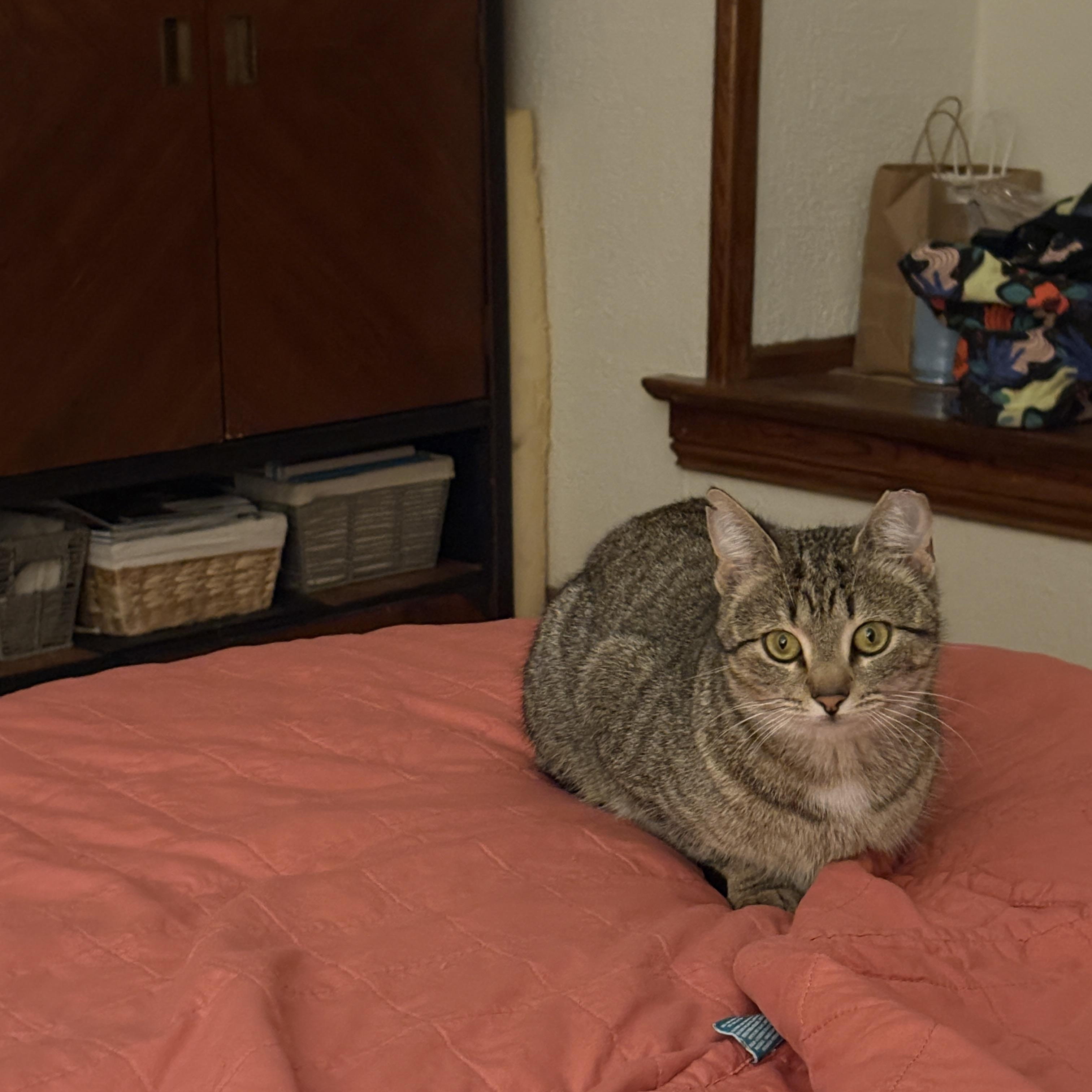 Enlarge Tiger Bug, a Adoptable Domestic Short Hair in Clyde, NC image 4/6