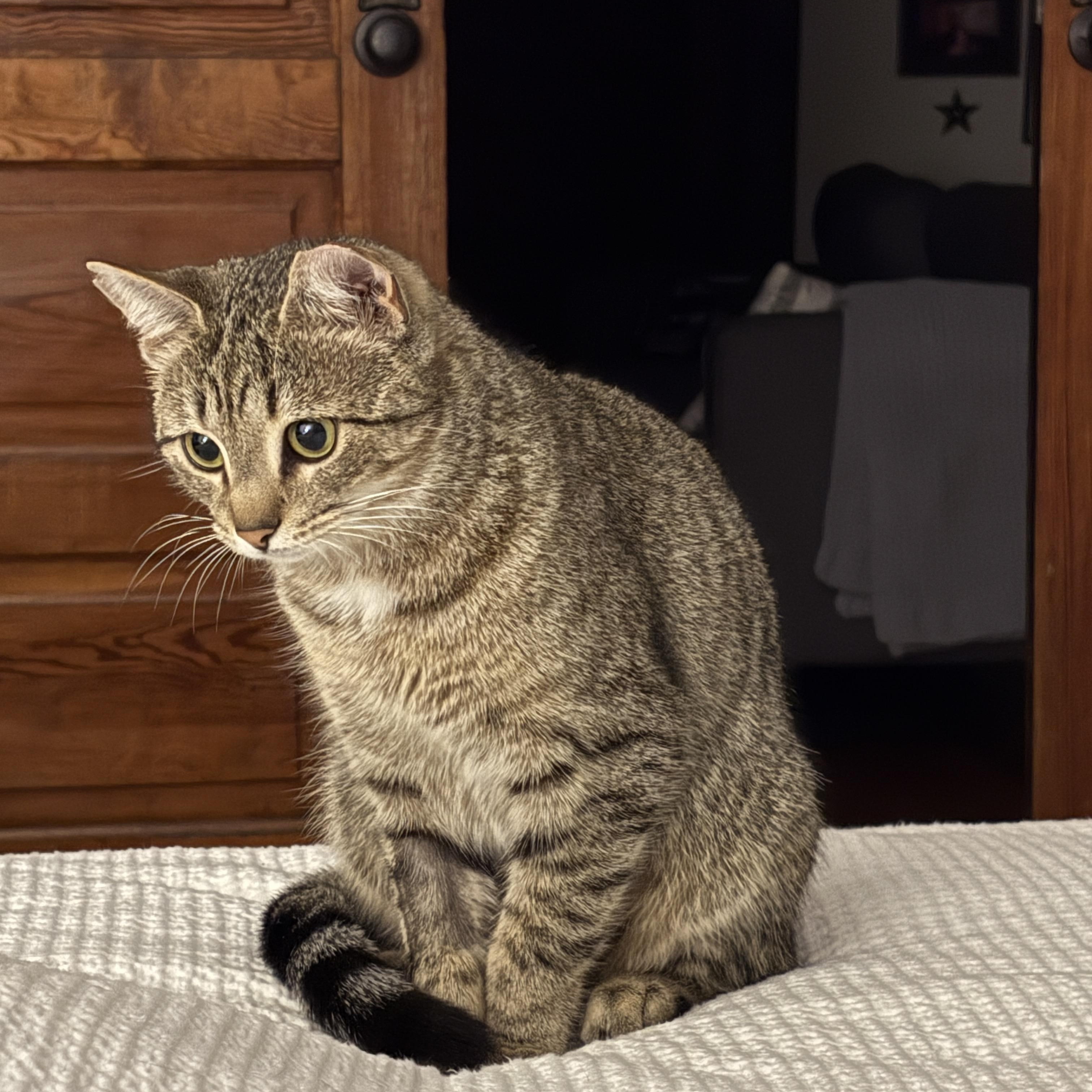 Enlarge Tiger Bug, a Adoptable Domestic Short Hair in Clyde, NC image 6/6