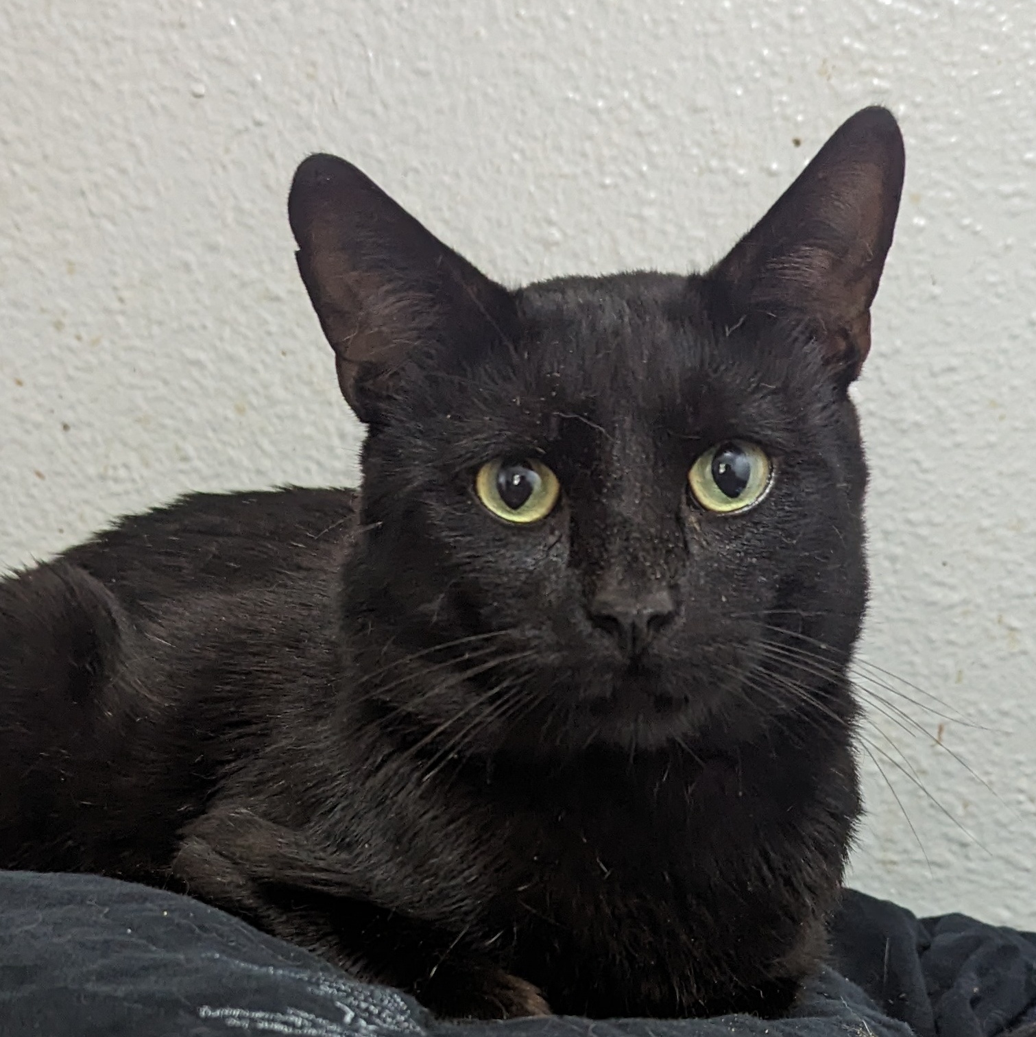 Link, a Adoptable Domestic Short Hair in Long Beach, CA image 3/3