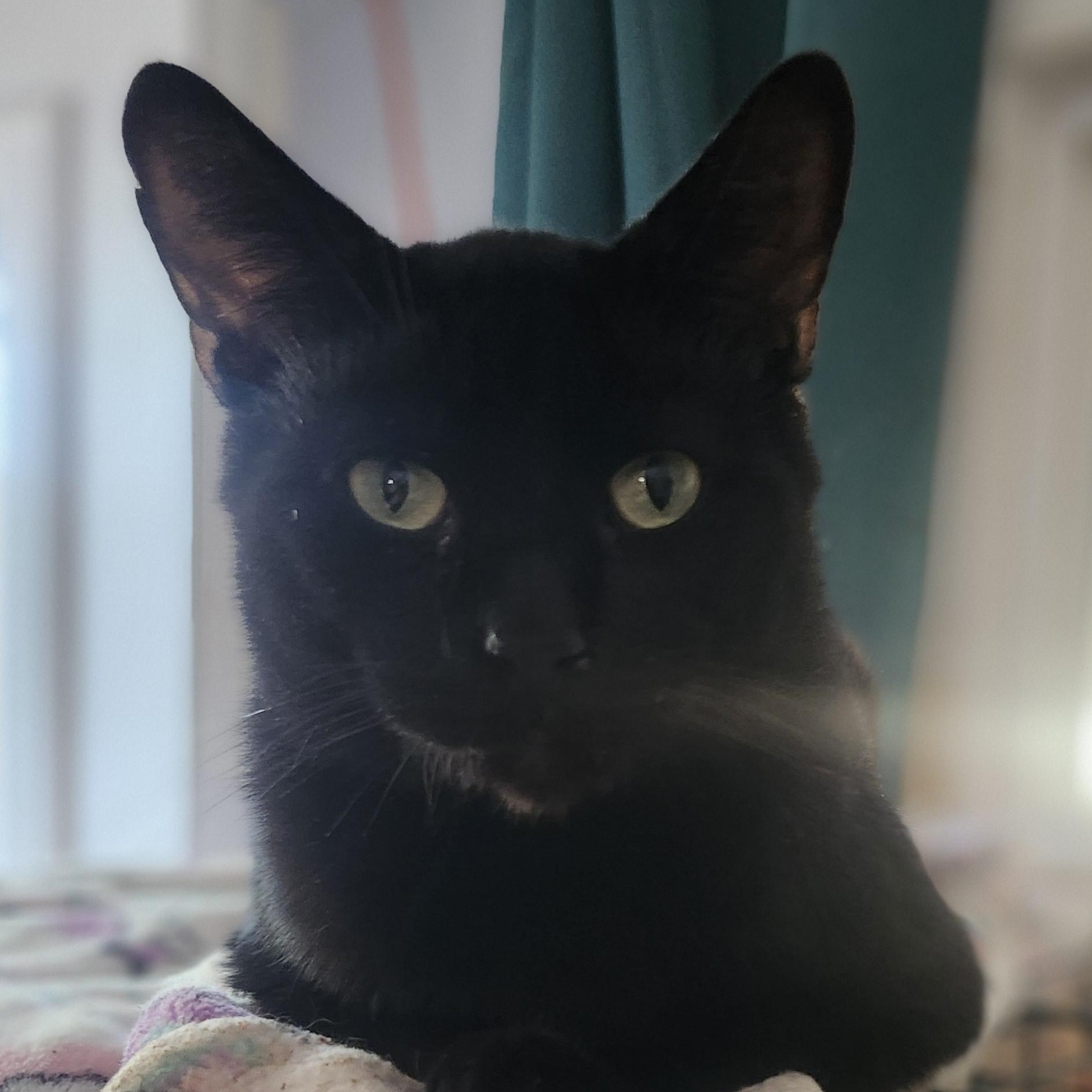 Link, Adoptable, Young Male Domestic Short Hair.