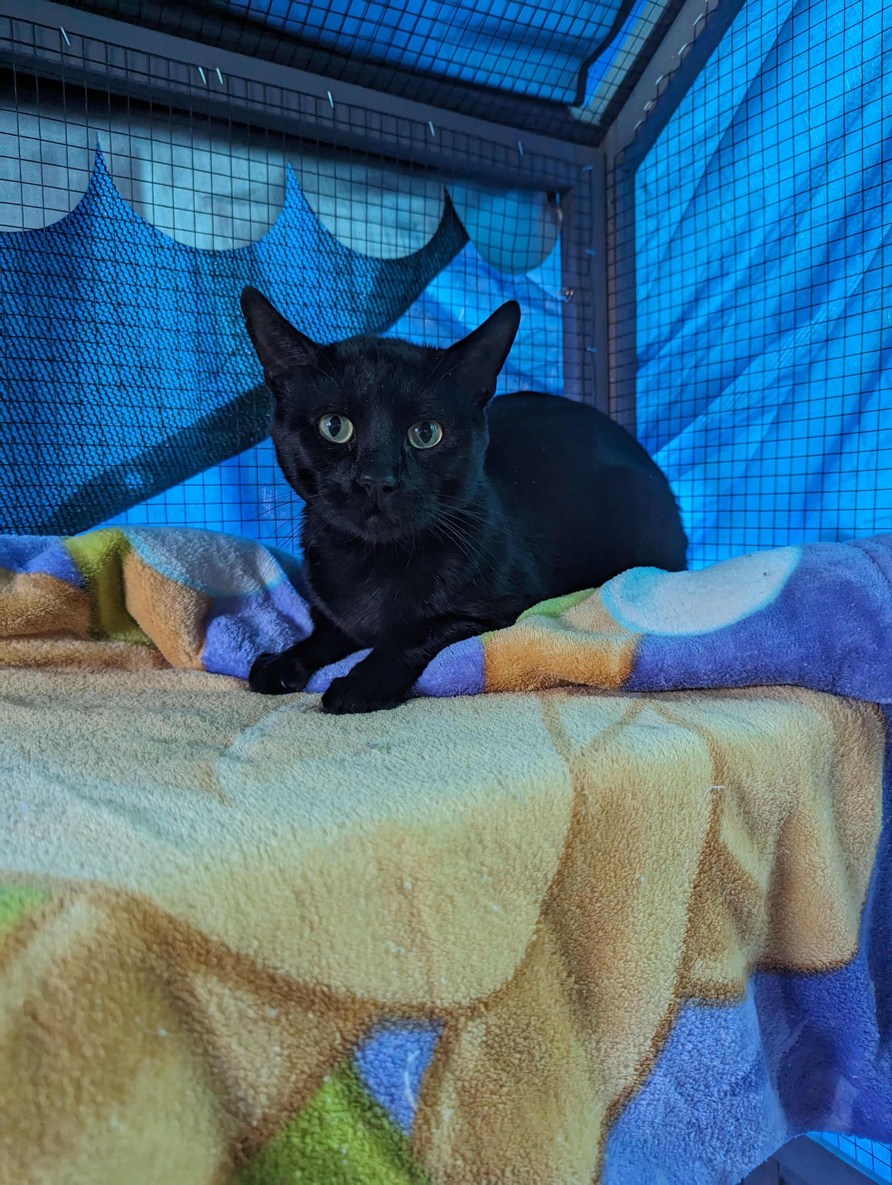 Link, a Adoptable Domestic Short Hair in Long Beach, CA image 2/3