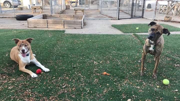 Enlarge Broly, a Adoptable mixed breed in Cedar Rapids, IA image 3/3