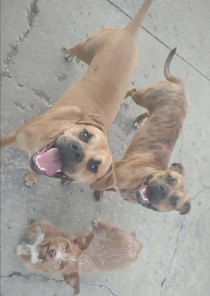 Enlarge Bella, a ADOPTABLE mixed breed in Mason City, IL image 4/6