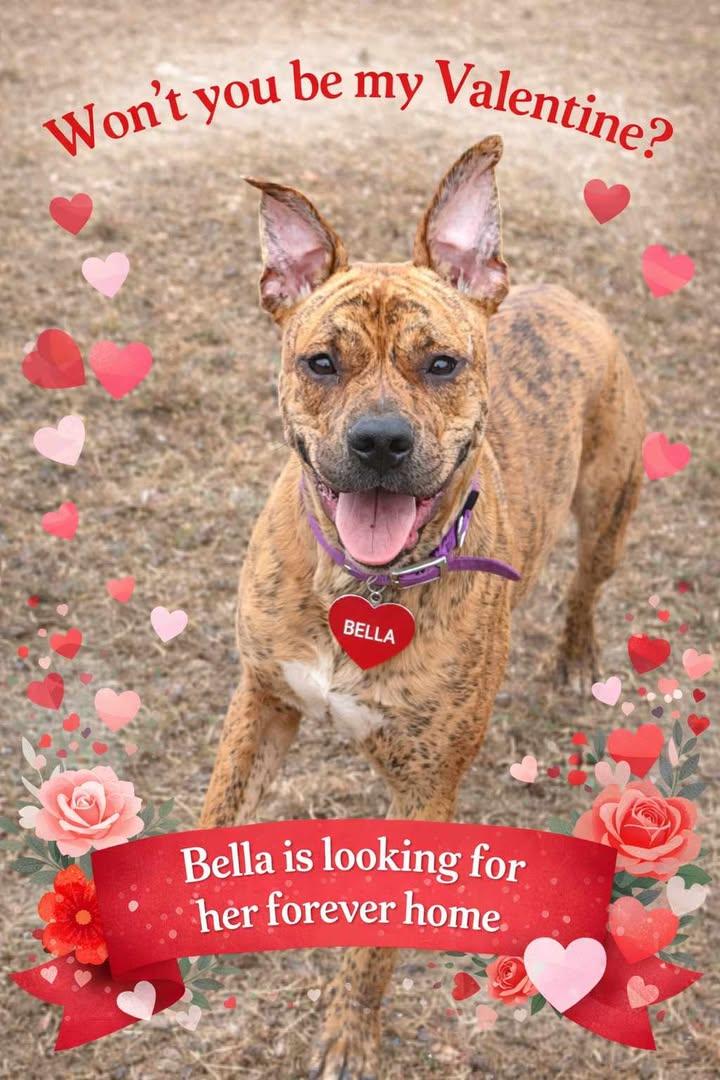 Bella, ADOPTABLE, Young Female Mastiff.
