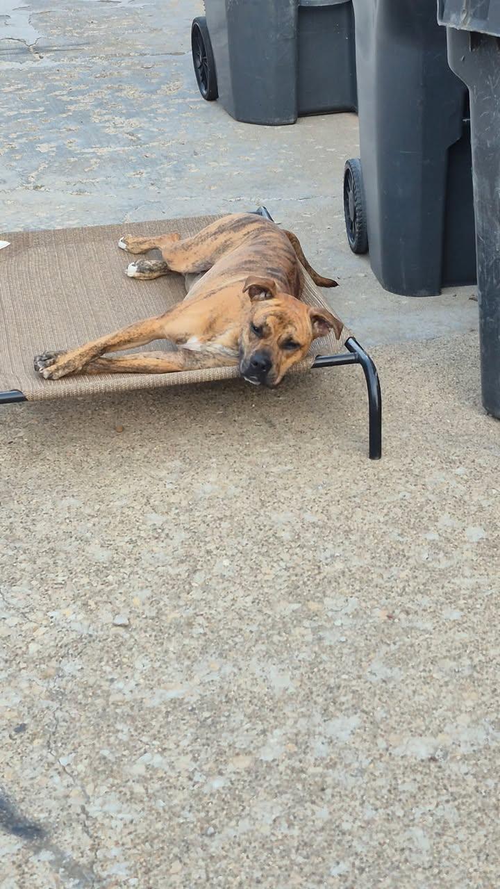 Enlarge Bella, a ADOPTABLE mixed breed in Mason City, IL image 6/6