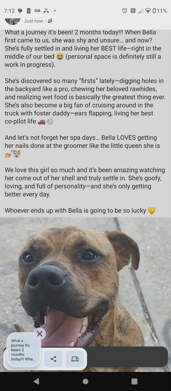 Enlarge Bella, a ADOPTABLE mixed breed in Mason City, IL image 2/6