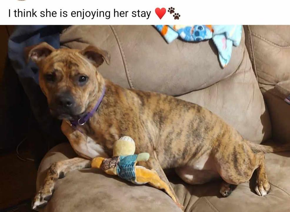 Enlarge Bella, a ADOPTABLE mixed breed in Mason City, IL image 5/6