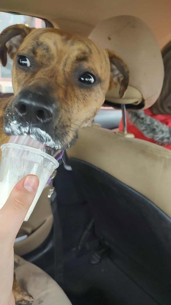 Enlarge Bella, a ADOPTABLE mixed breed in Mason City, IL image 3/6