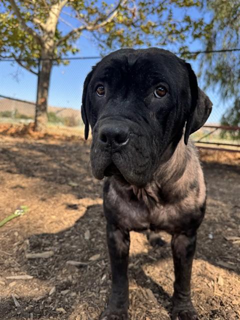 ANGEL, Adoptable, Adult Female Pit Bull Terrier.