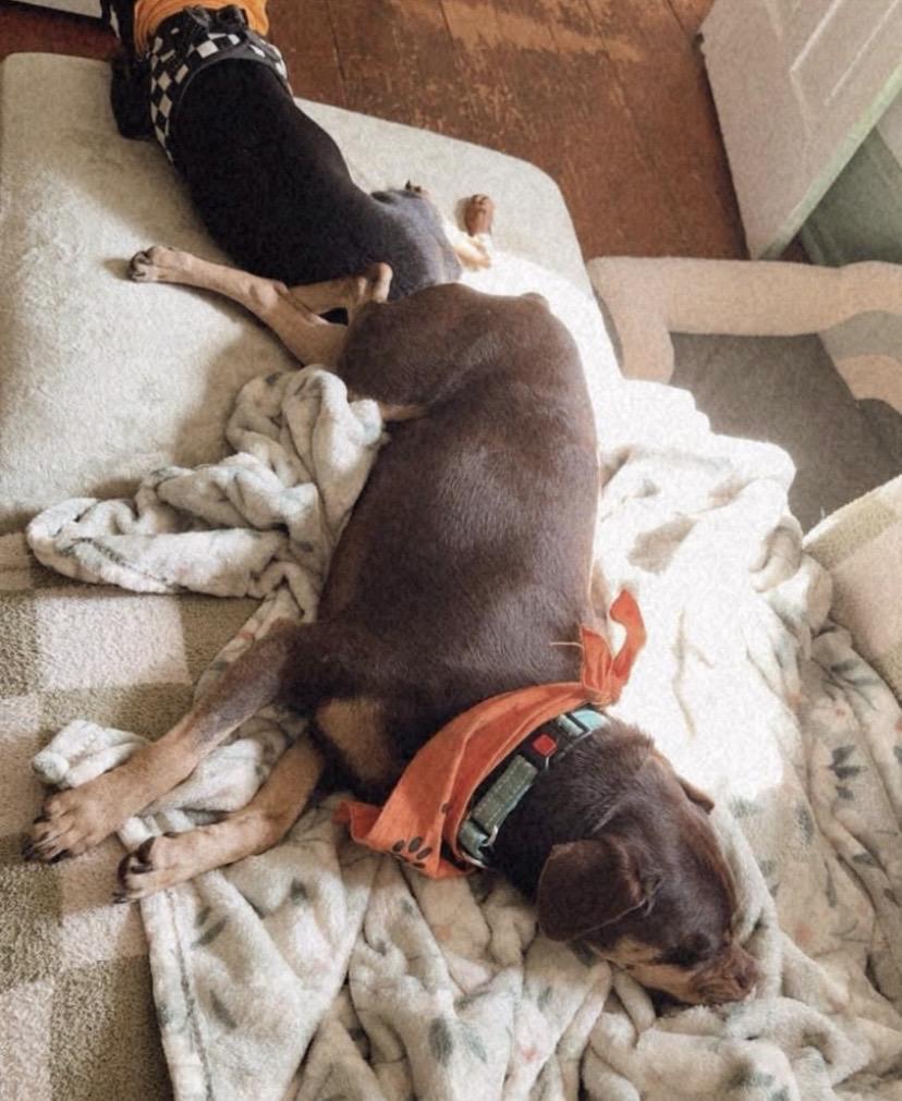 Bane & Tula, a ADOPTABLE mixed breed in Philadelphia, PA image 5/6