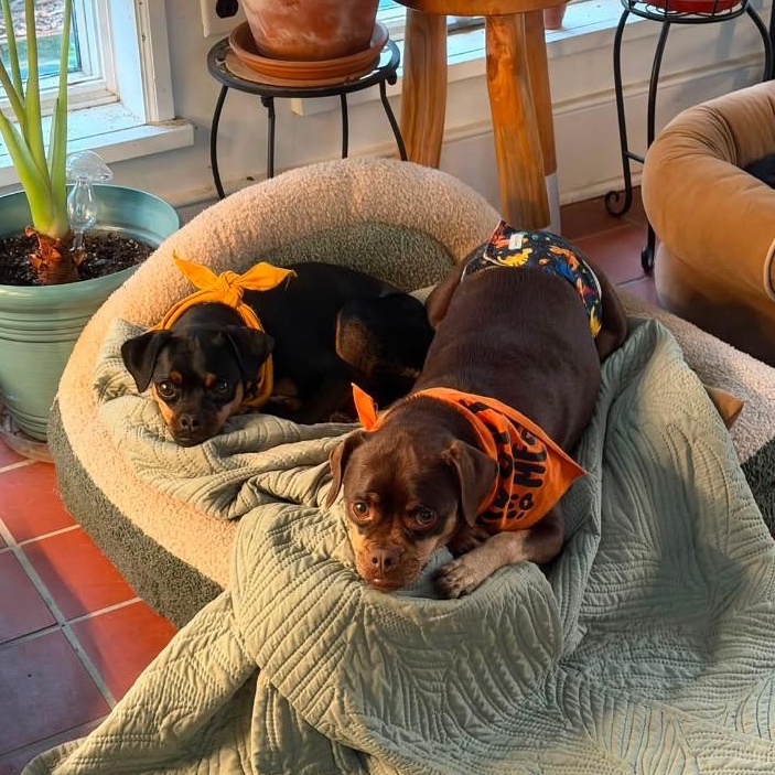 Bane & Tula, ADOPTABLE, Adult Male Miniature Pinscher & Pug.