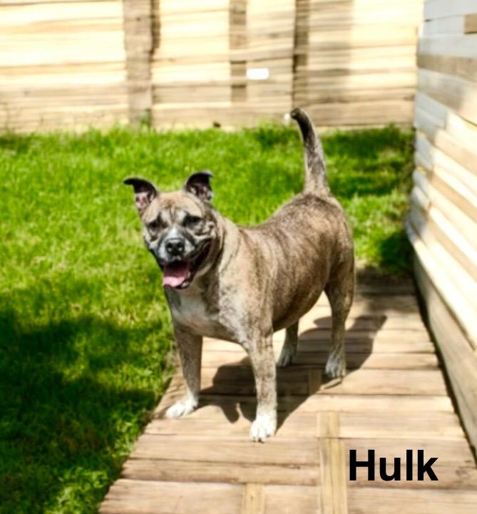 Hulk, Adoptable, Adult Male American Staffordshire Terrier.