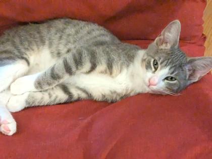 Gabbro, Adoptable, Kitten Male Domestic Short Hair & Domestic Short Hair.