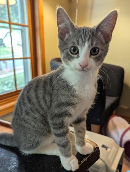 Enlarge Gabbro, a Adoptable mixed breed in Madison, WI image 3/3