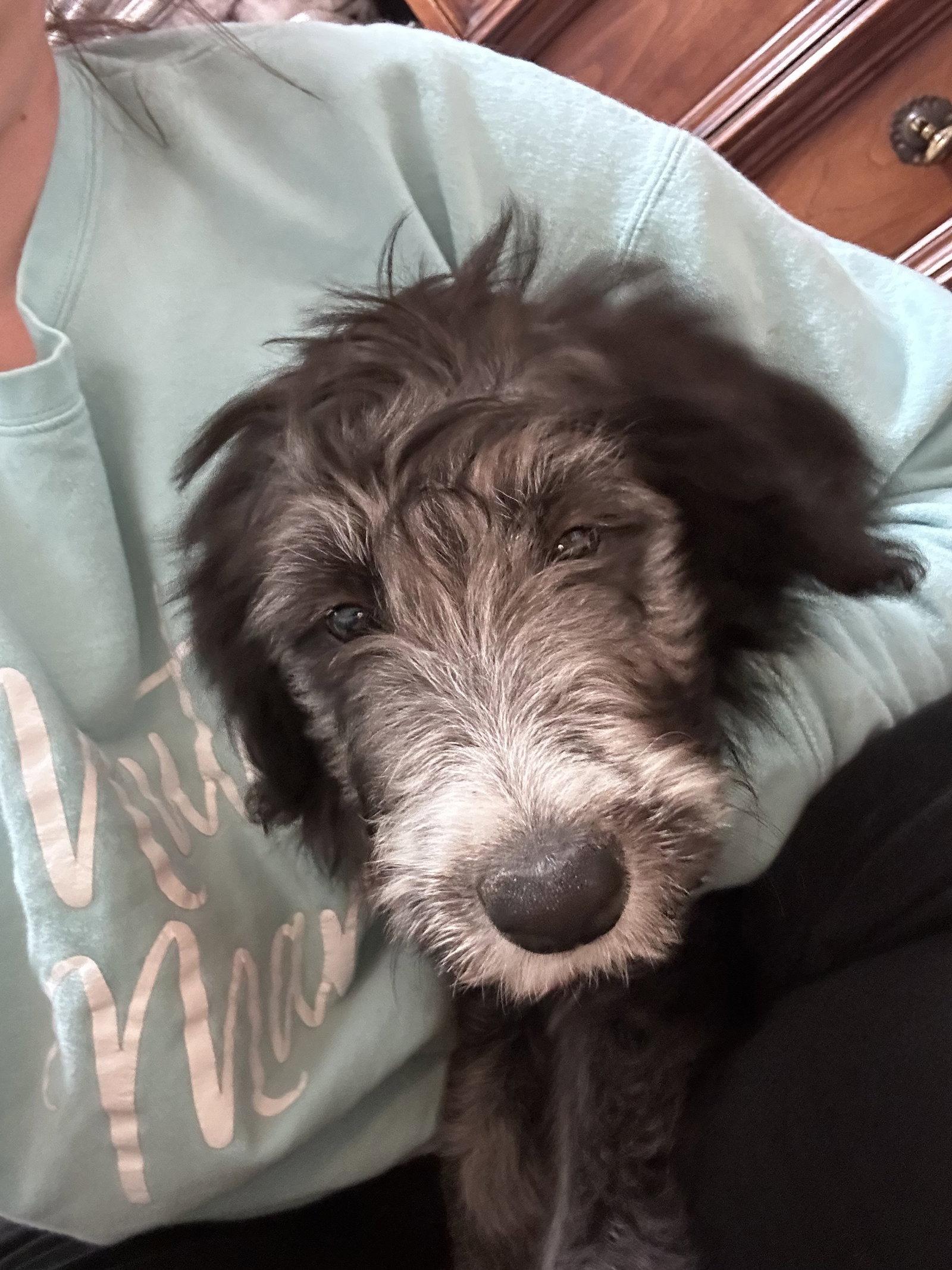 Wanda, Adopted, Puppy Female Border Collie & Poodle.