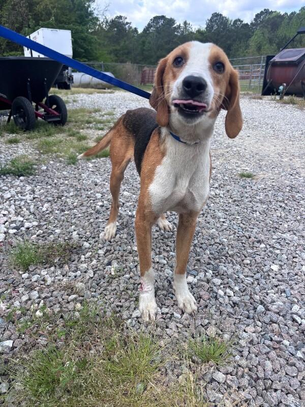 Enlarge Goose, a Adoptable Treeing Walker Coonhound in Burgaw, NC image 2/2