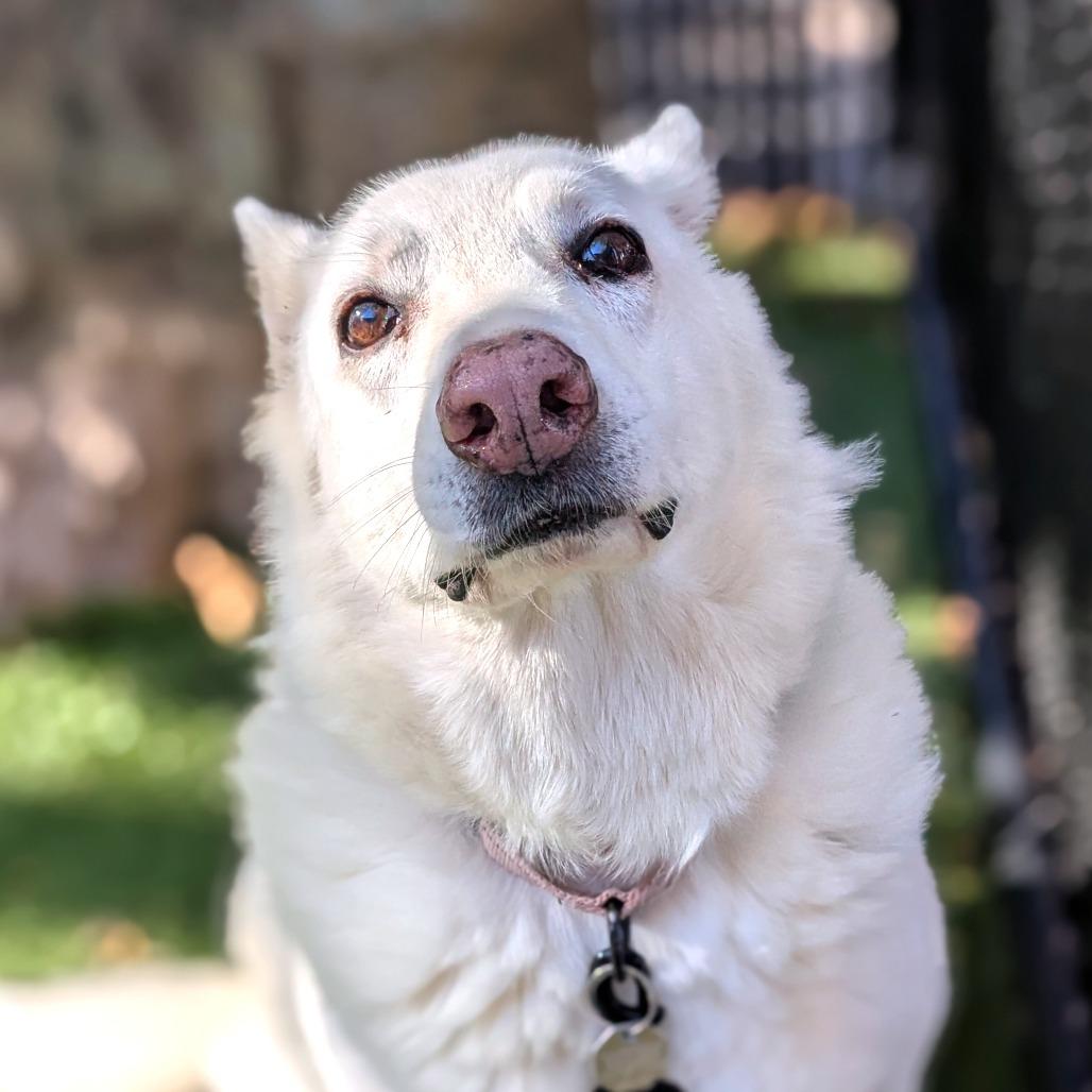 Akira, Adoptable, Senior Female White German Shepherd.