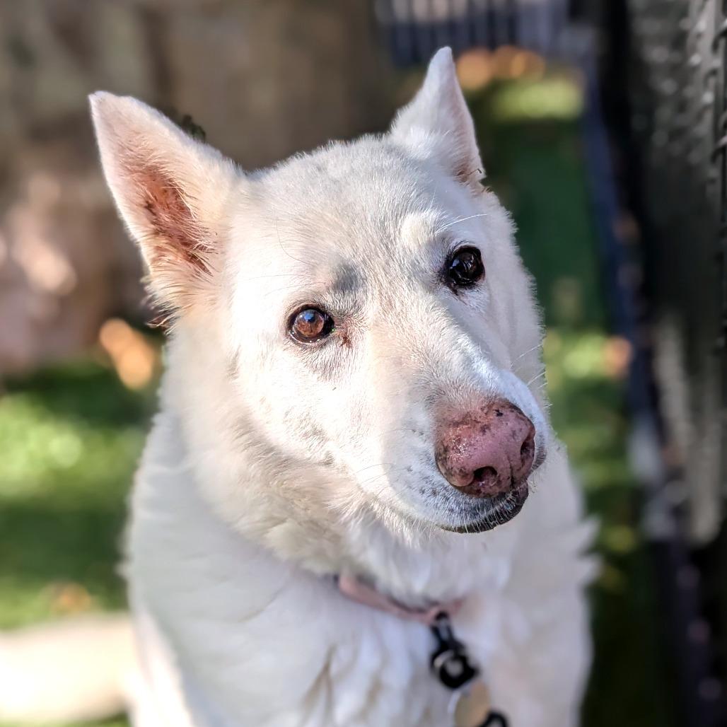 Enlarge Akira, a Adoptable White German Shepherd in Providence, RI image 2/6