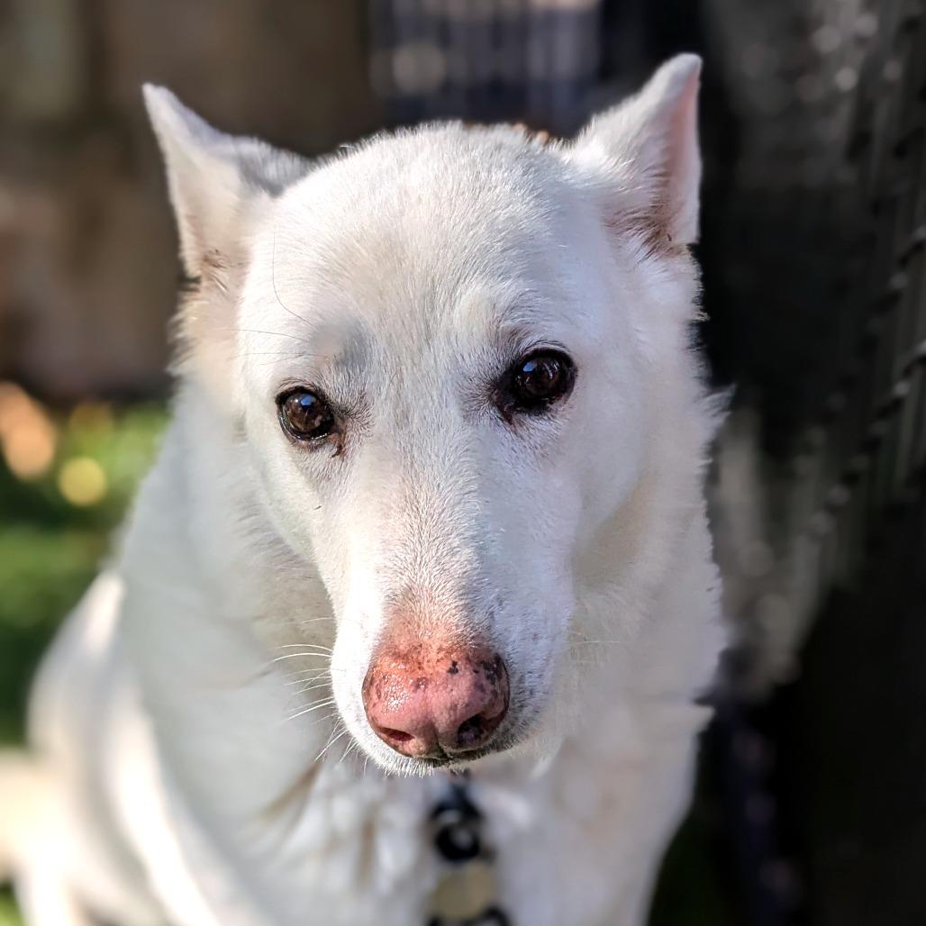Enlarge Akira, a Adoptable White German Shepherd in Providence, RI image 3/6