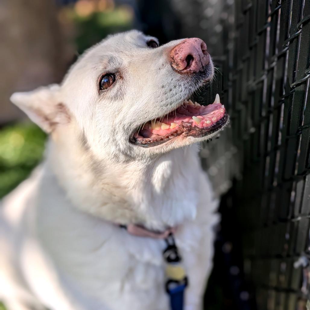 Enlarge Akira, a Adoptable White German Shepherd in Providence, RI image 4/6