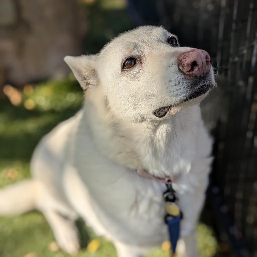 Enlarge Akira, a Adoptable White German Shepherd in Providence, RI image 5/6