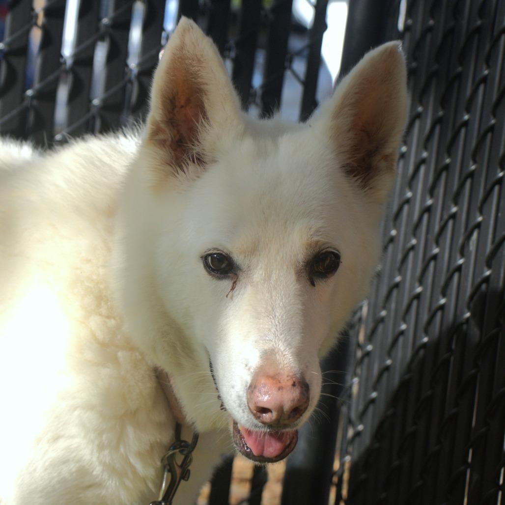 Enlarge Akira, a Adoptable White German Shepherd in Providence, RI image 6/6