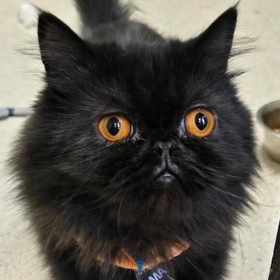 Mama, Adopted, Young Female Persian.