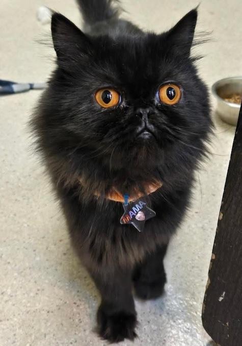 Enlarge Mama, a Adopted Persian in San Francisco, CA image 2/2