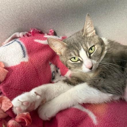 Bella, a Adoptable Domestic Short Hair in Washougal, WA image 1/2