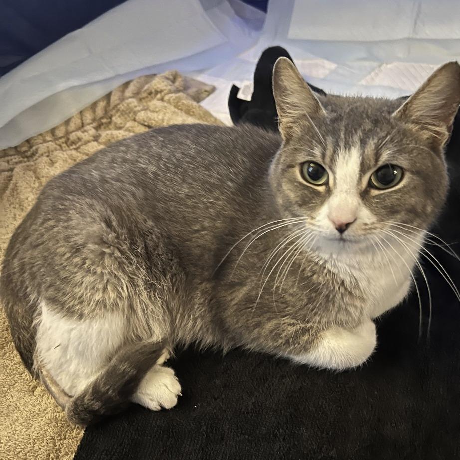 Bella, a Adoptable Domestic Short Hair in Washougal, WA image 2/2