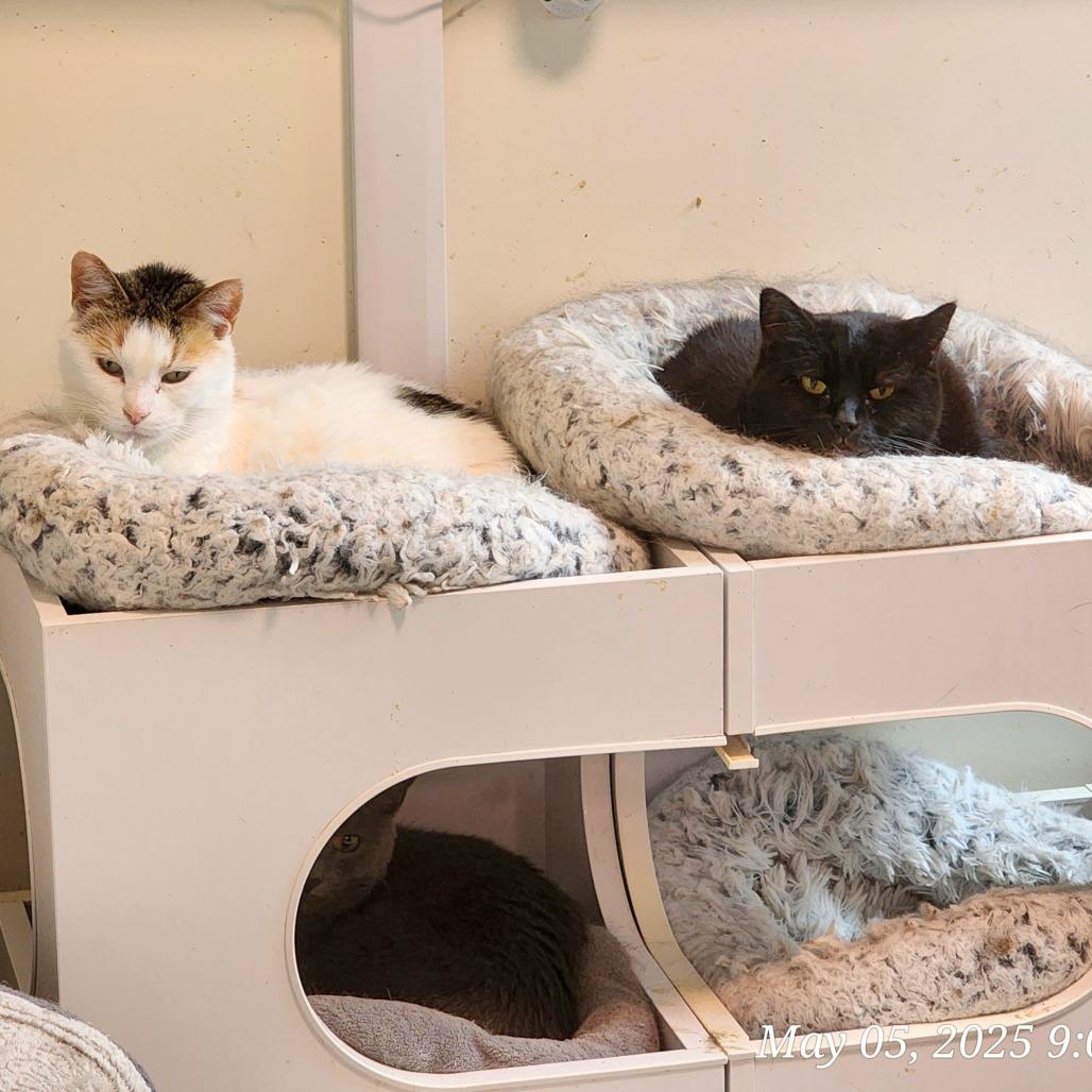 Lily, a Adoptable Domestic Short Hair in Toms Brook, VA image 2/4