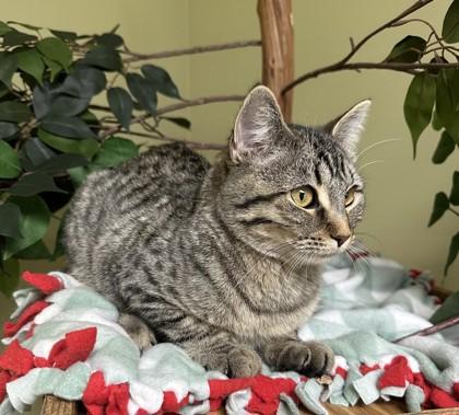 Phoebe, Adoptable, Young Female Domestic Short Hair & Domestic Short Hair.