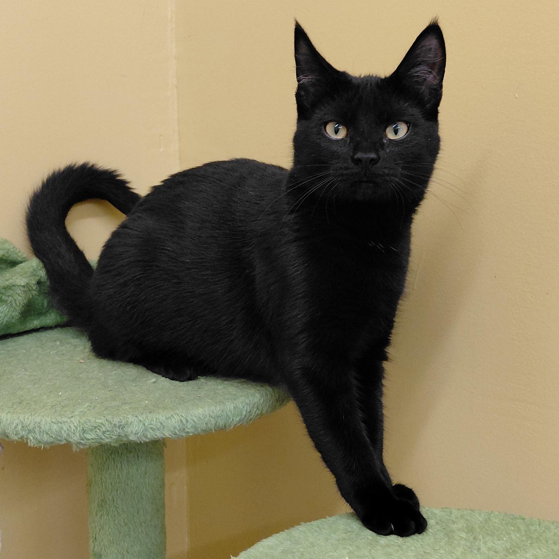 Enlarge Twix, a Adoptable Domestic Short Hair in Eugene, OR image 5/5