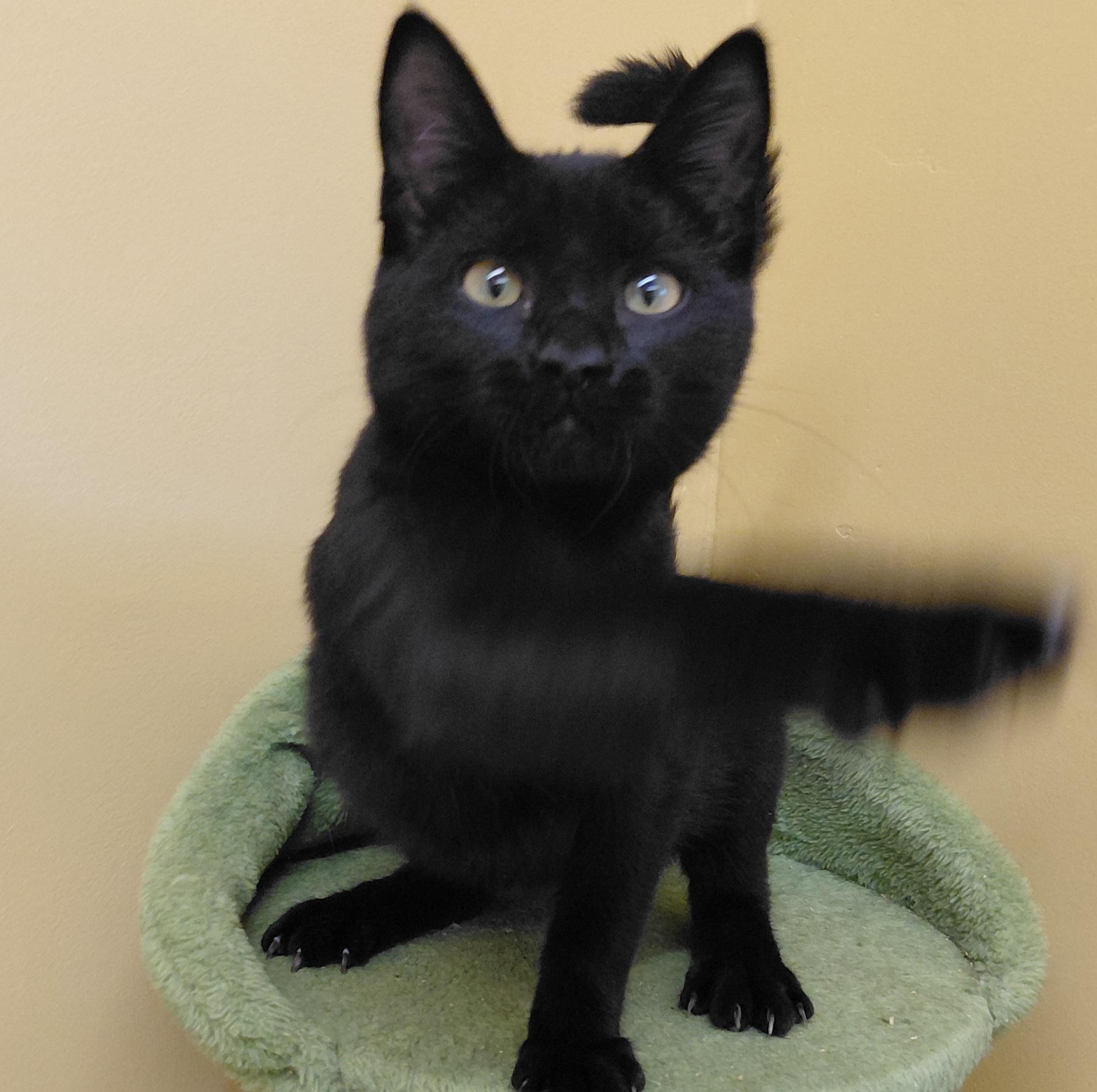 Enlarge Twix, a Adoptable Domestic Short Hair in Eugene, OR image 3/5